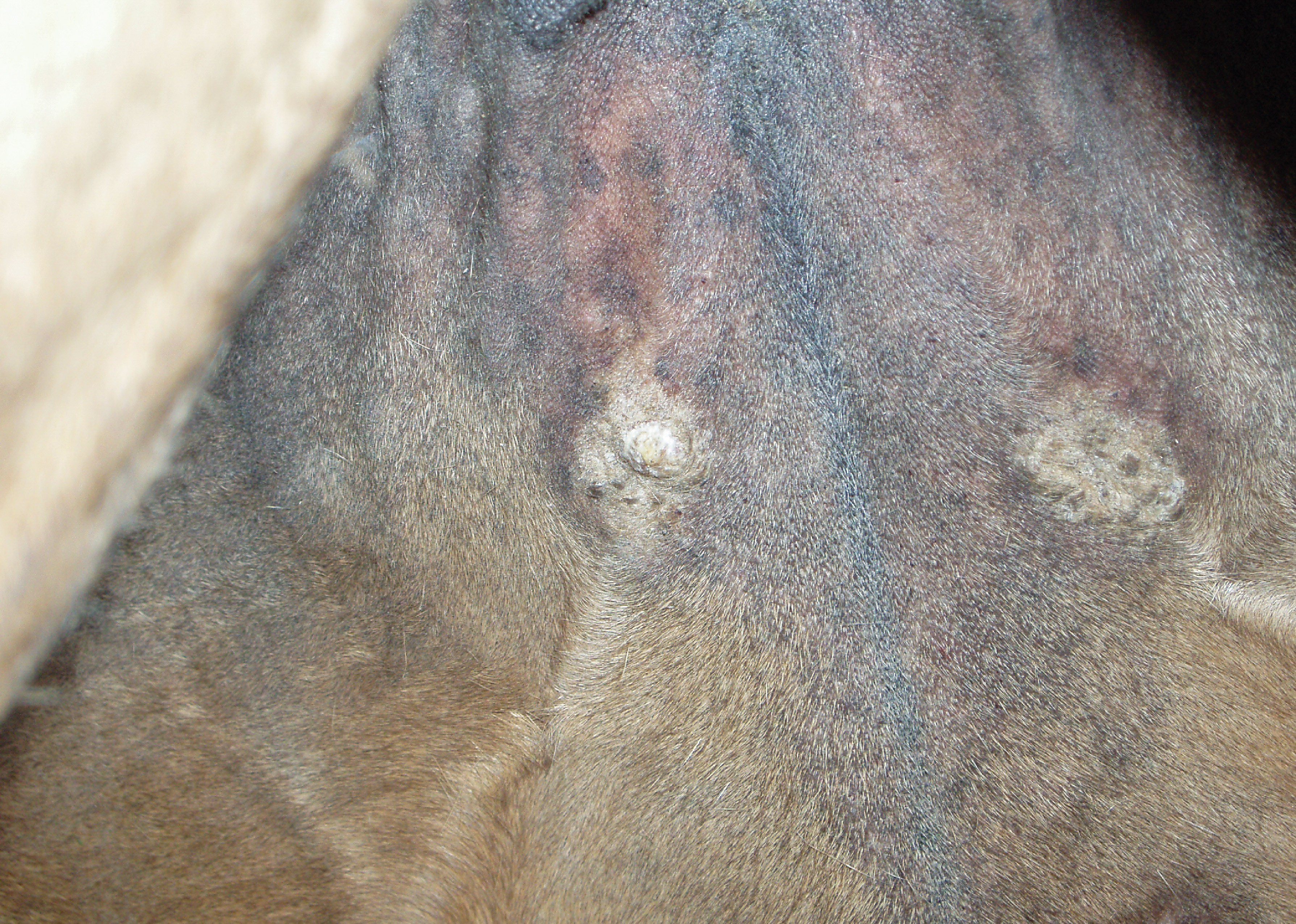 Daños ocasionados por el tábano